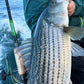 Striped bass held boatside with an Inshore Reaper rod
