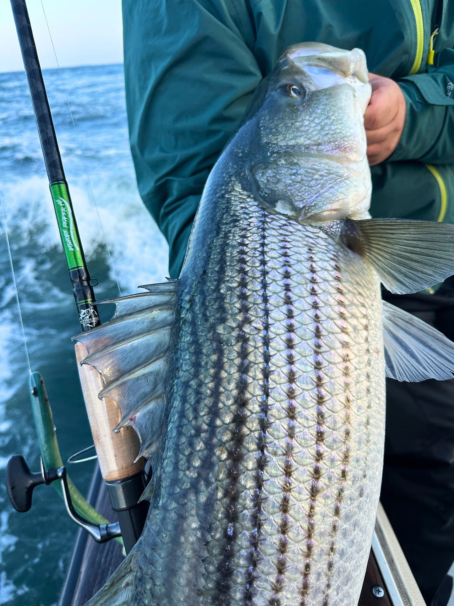 Striped bass held boatside with an Inshore Reaper rod