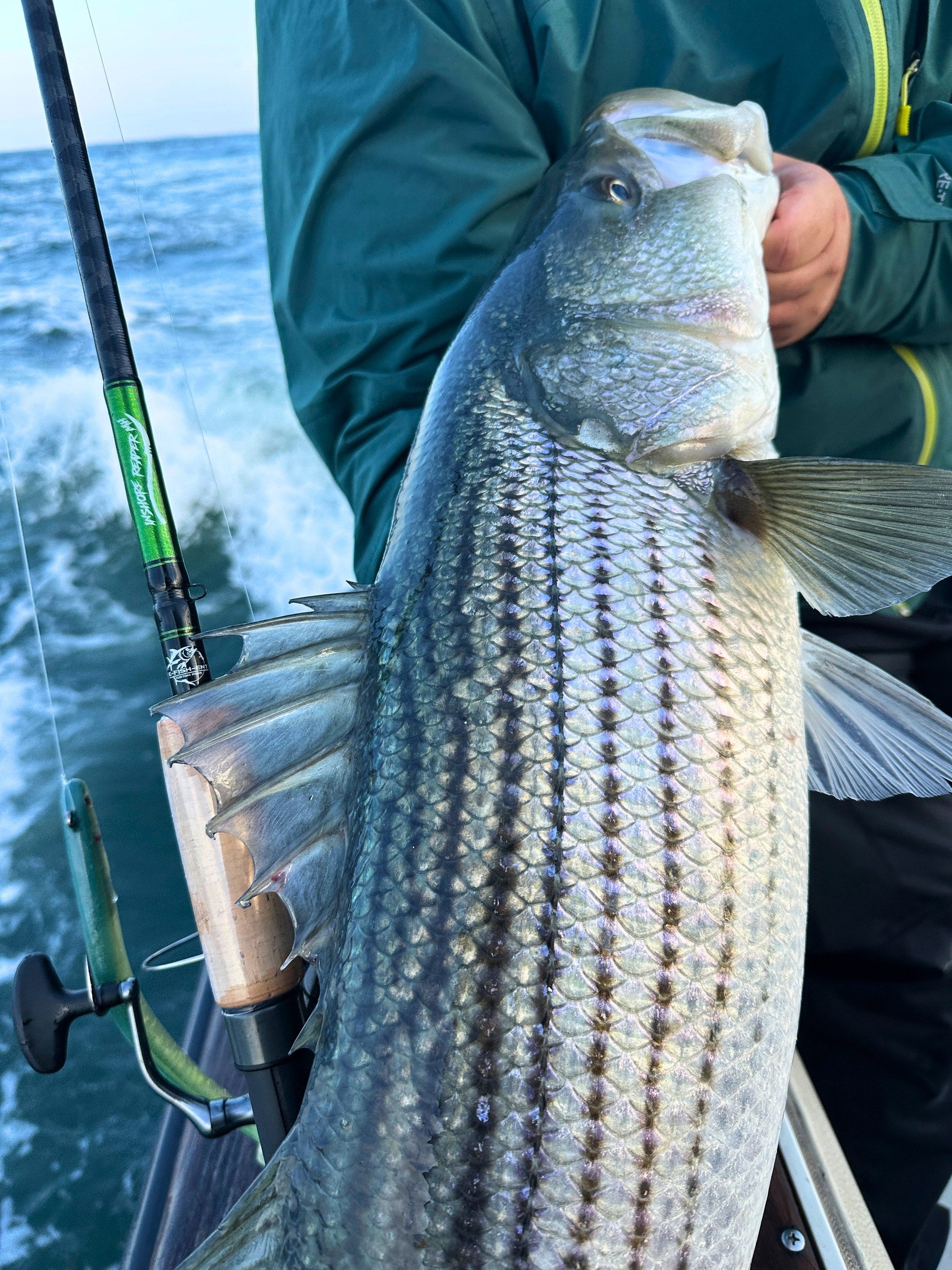 Striped bass held boatside with an Inshore Reaper rod
